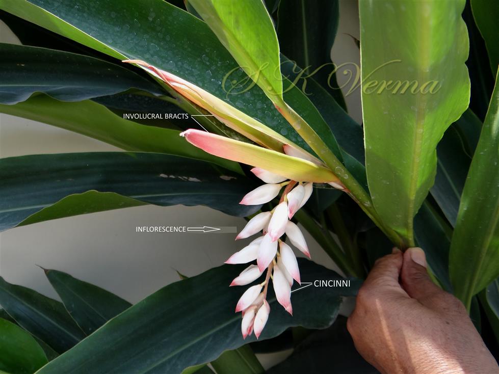  Involucre and Inflorescence